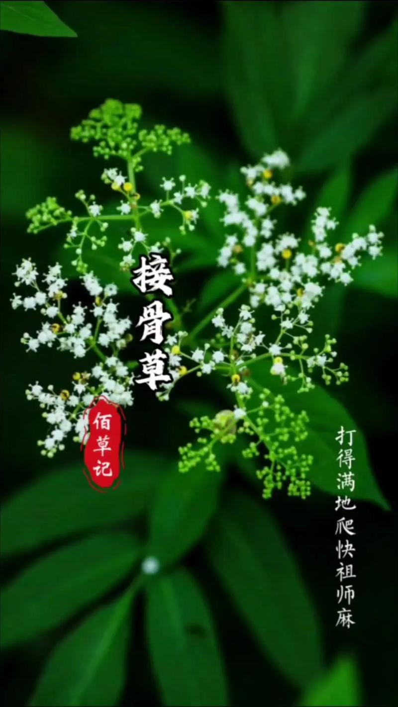 接骨草的种植方法和注意事项，接骨草的使用方法?？