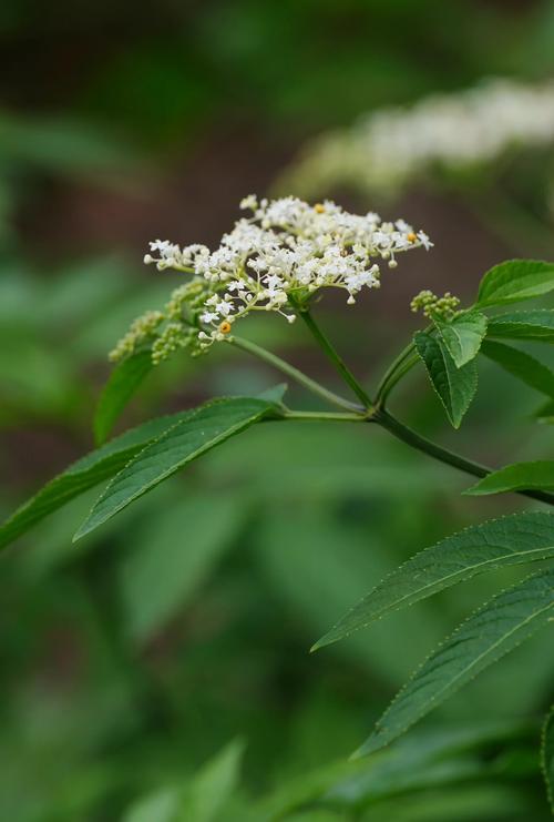 接骨草的种植方法和注意事项，接骨草的使用方法?？-第3张图片-优品飞百科