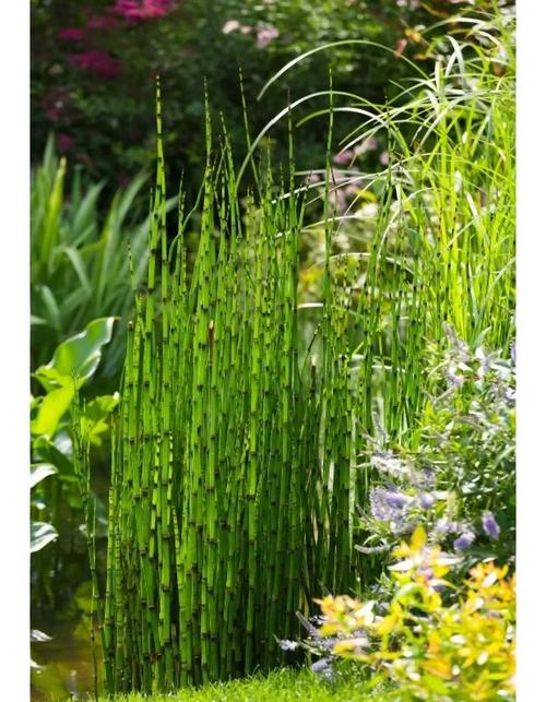 接骨草的种植方法和注意事项，接骨草的使用方法?？-第2张图片-优品飞百科