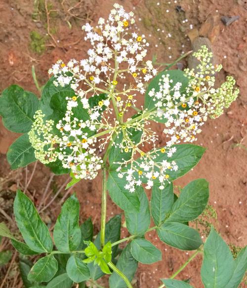 接骨草的种植方法和注意事项，接骨草的使用方法?？-第4张图片-优品飞百科