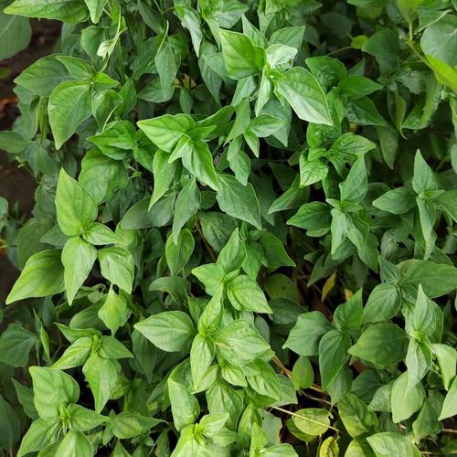 接骨草的种植方法和注意事项，接骨草的使用方法?？-第5张图片-优品飞百科