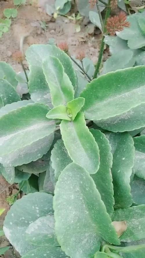 接骨草的种植方法和注意事项，接骨草的使用方法?？-第6张图片-优品飞百科