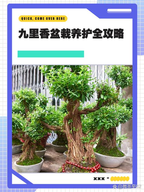 冬天给这2种花做个“小动作”，冬天花卉植物？
