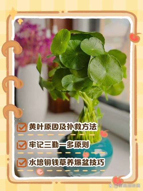 冬天给这2种花做个“小动作”，冬天花卉植物？-第3张图片-优品飞百科