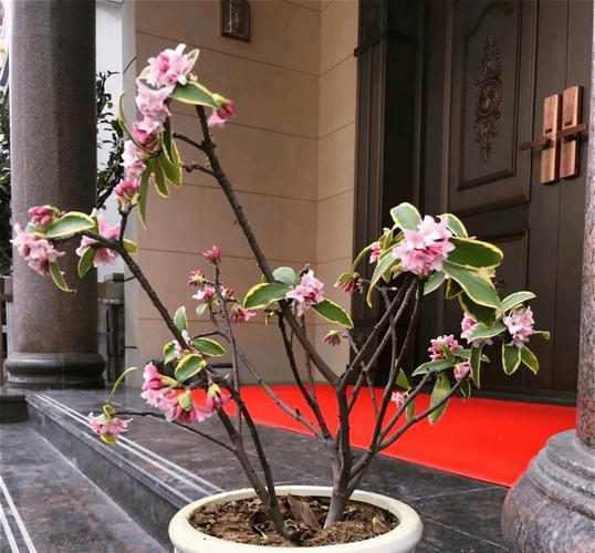 冬天给这2种花做个“小动作”，冬天花卉植物？-第6张图片-优品飞百科