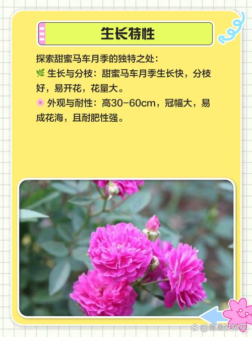 甜蜜马车月季养殖方法？甜蜜马车月季特点？-第1张图片-优品飞百科