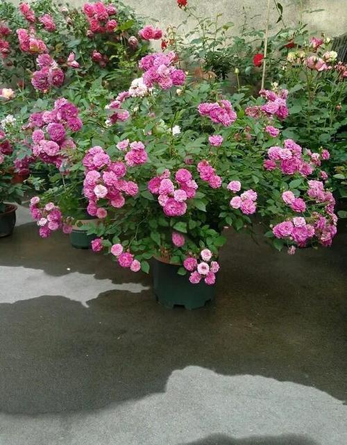 甜蜜马车月季养殖方法？甜蜜马车月季特点？-第2张图片-优品飞百科