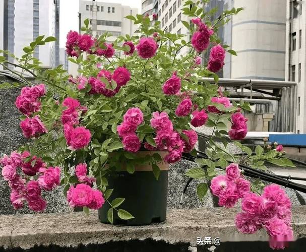 甜蜜马车月季养殖方法？甜蜜马车月季特点？-第3张图片-优品飞百科