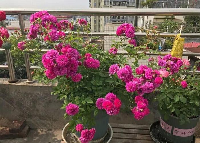 甜蜜马车月季养殖方法？甜蜜马车月季特点？-第5张图片-优品飞百科