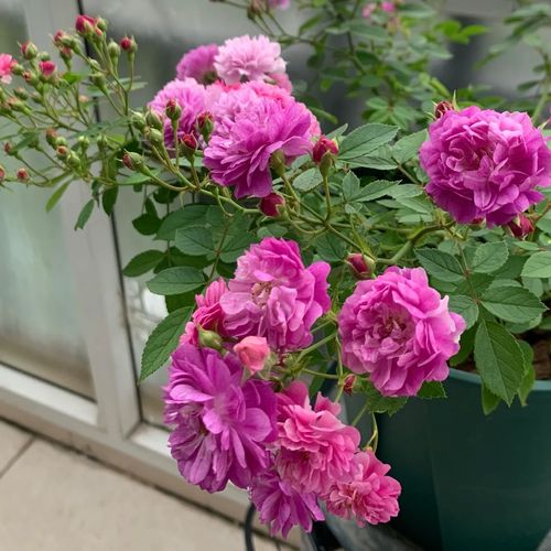 甜蜜马车月季养殖方法？甜蜜马车月季特点？-第4张图片-优品飞百科