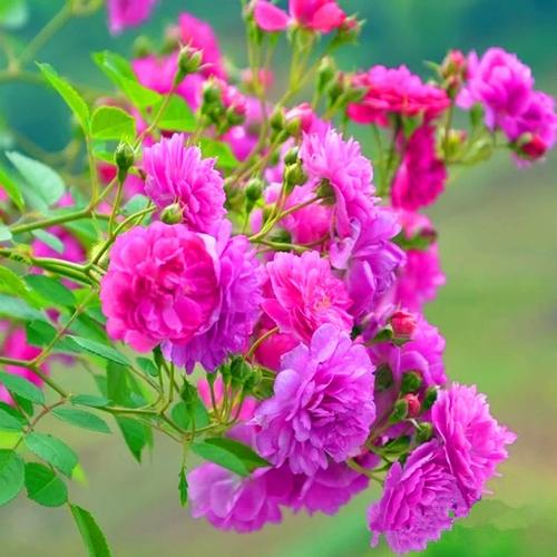 甜蜜马车月季养殖方法？甜蜜马车月季特点？-第6张图片-优品飞百科