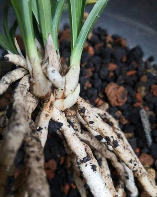 兰花多发芽的秘诀,兰花发芽多好吗-第2张图片-优品飞百科 兰花多发芽的秘诀,兰花发芽多好吗-第2张图片-优品飞百科