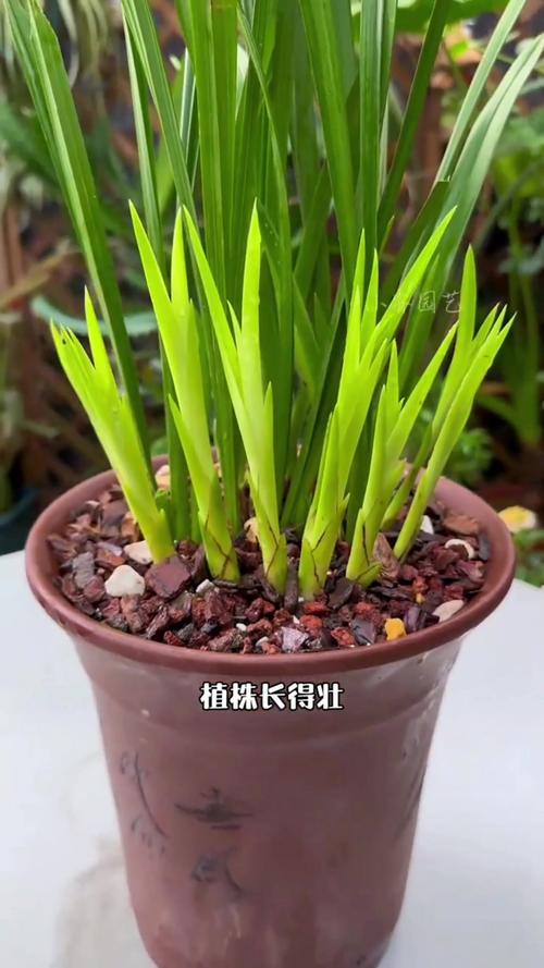 兰花多发芽的秘诀，兰花发芽多好吗