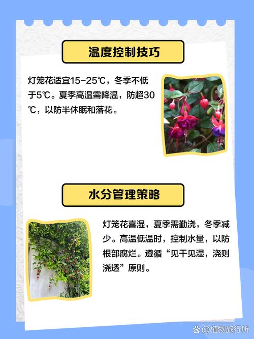 灯笼花怎么养？灯笼花怎么养家庭养法？