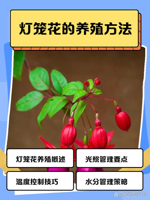 灯笼花怎么养?灯笼花怎么养家庭养法?-第2张图片-优品飞百科 灯笼花怎么养?灯笼花怎么养家庭养法?-第2张图片-优品飞百科