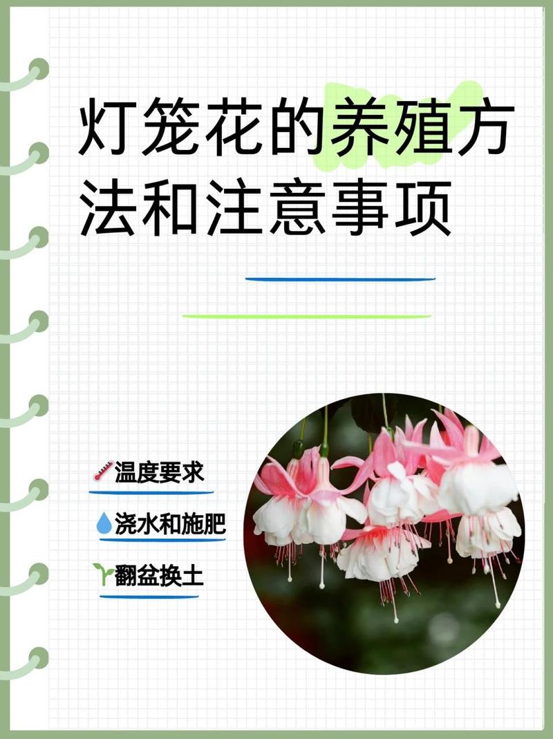 灯笼花怎么养?灯笼花怎么养家庭养法?-第3张图片-优品飞百科 灯笼花怎么养?灯笼花怎么养家庭养法?-第3张图片-优品飞百科