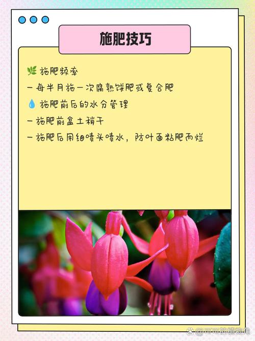 灯笼花怎么养?灯笼花怎么养家庭养法?-第4张图片-优品飞百科 灯笼花怎么养?灯笼花怎么养家庭养法?-第4张图片-优品飞百科