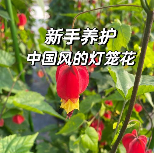 灯笼花怎么养?灯笼花怎么养家庭养法?-第5张图片-优品飞百科 灯笼花怎么养?灯笼花怎么养家庭养法?-第5张图片-优品飞百科