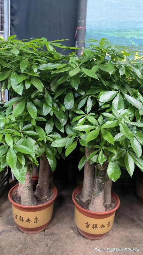 发财树怎么养家庭养法，发财树怎么养家庭养法图片？