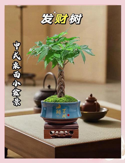 发财树怎么养家庭养法，发财树怎么养家庭养法图片？-第4张图片-优品飞百科