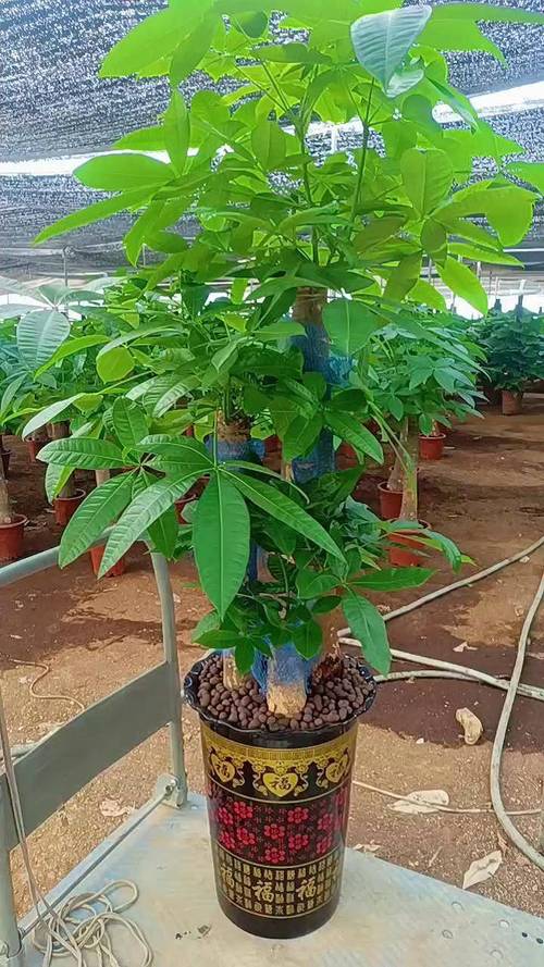 发财树怎么养家庭养法，发财树怎么养家庭养法图片？-第5张图片-优品飞百科