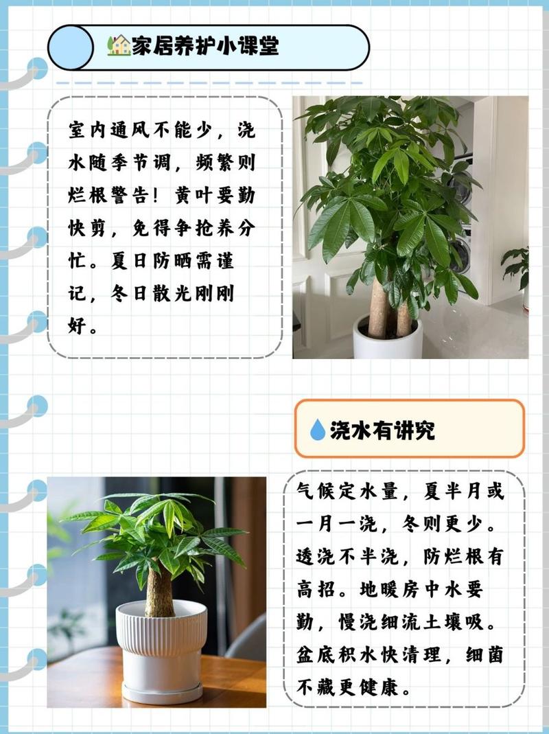 发财树怎么养家庭养法，发财树怎么养家庭养法图片？-第7张图片-优品飞百科