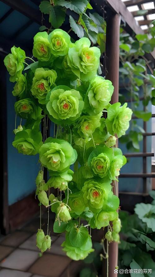 绿海棠盆景养殖方法，绿海棠花图片