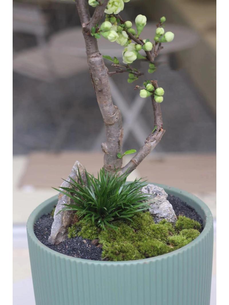 绿海棠盆景养殖方法，绿海棠花图片-第2张图片-优品飞百科