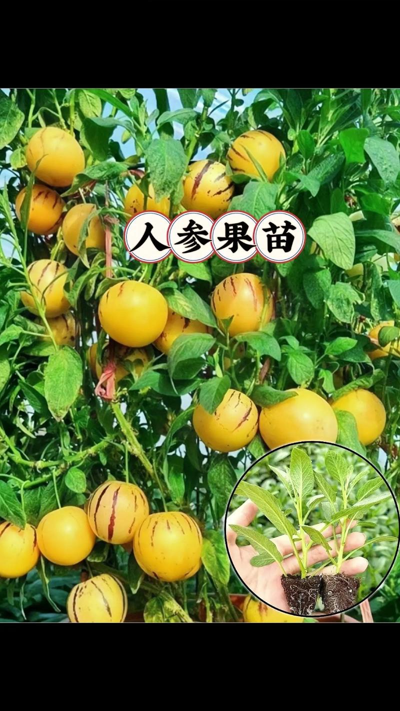 人参果怎么种植，云南人参果怎么种植-第2张图片-优品飞百科