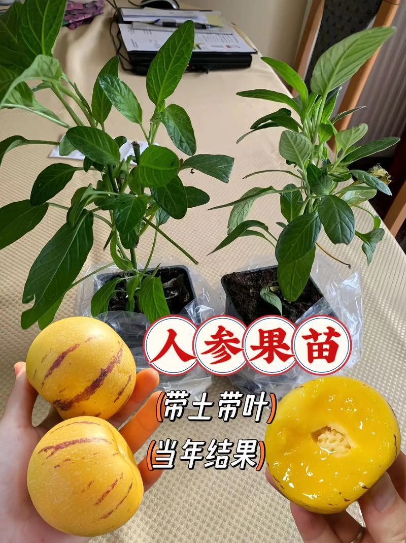 人参果怎么种植，云南人参果怎么种植-第3张图片-优品飞百科