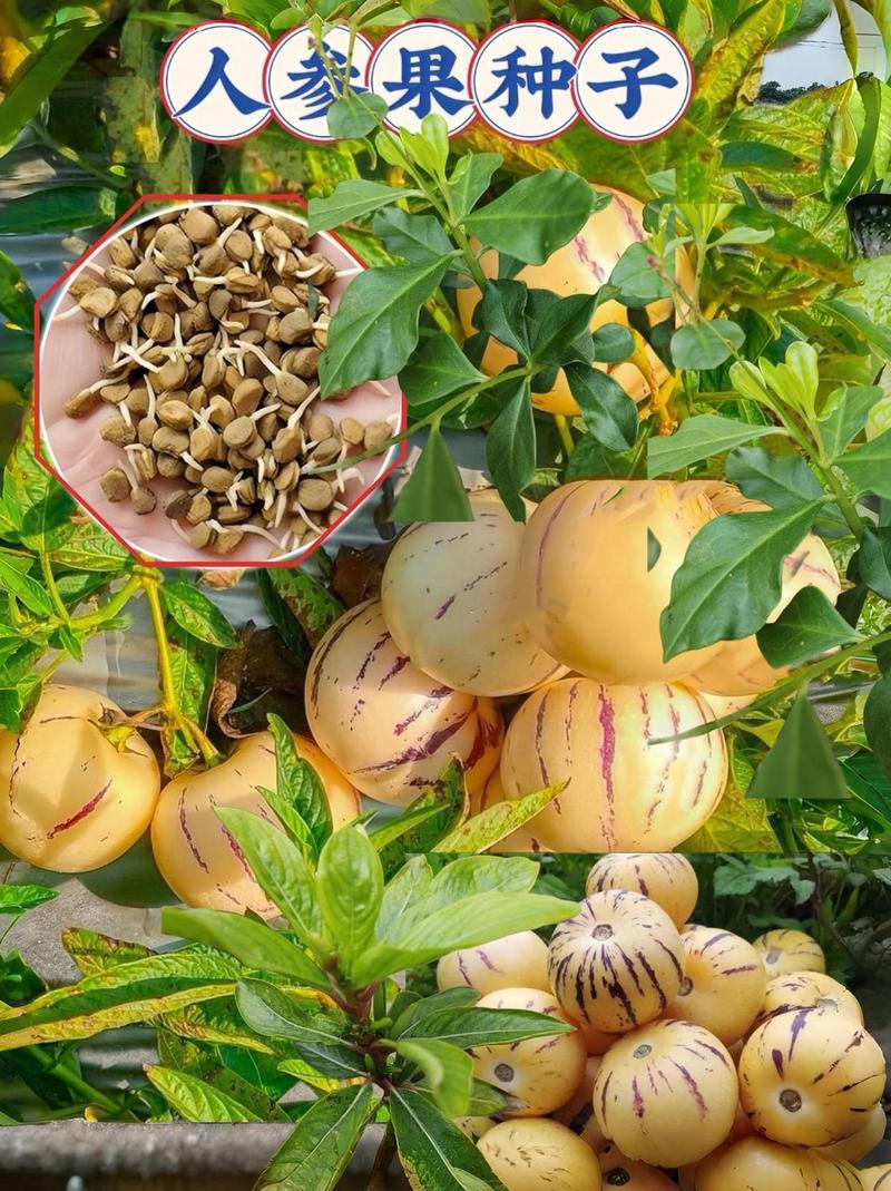 人参果怎么种植，云南人参果怎么种植-第5张图片-优品飞百科