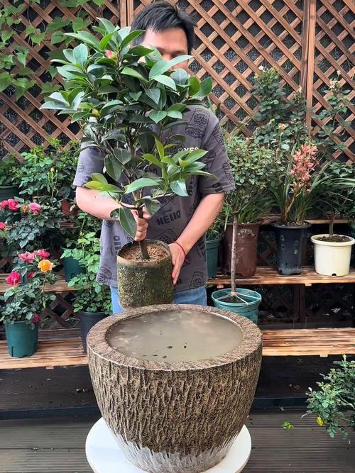 盆栽山茶花怎样浇水，盆栽山茶花怎样浇水比较好