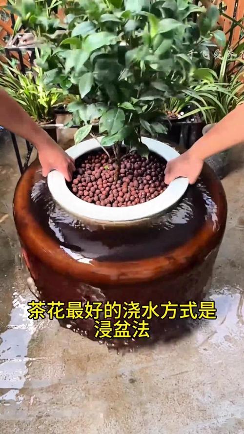 盆栽山茶花怎样浇水，盆栽山茶花怎样浇水比较好-第2张图片-优品飞百科