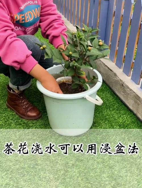 盆栽山茶花怎样浇水，盆栽山茶花怎样浇水比较好-第3张图片-优品飞百科