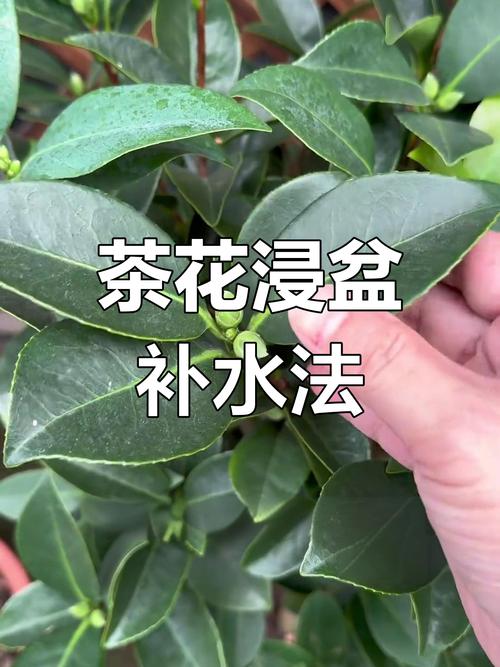 盆栽山茶花怎样浇水，盆栽山茶花怎样浇水比较好-第4张图片-优品飞百科