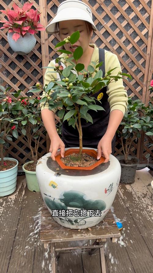 盆栽山茶花怎样浇水，盆栽山茶花怎样浇水比较好-第5张图片-优品飞百科