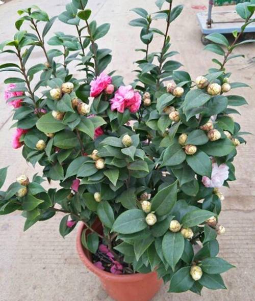 盆栽山茶花怎样浇水，盆栽山茶花怎样浇水比较好-第6张图片-优品飞百科