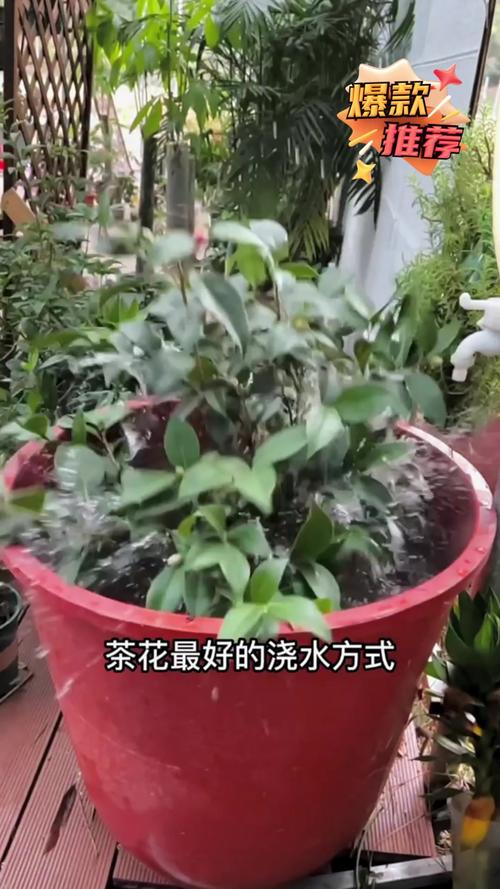盆栽山茶花怎样浇水，盆栽山茶花怎样浇水比较好-第8张图片-优品飞百科