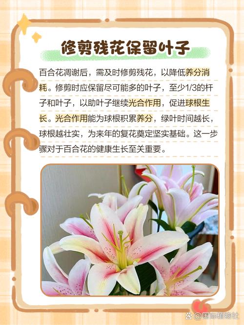 百合开花后怎么处理,百合开花后怎么处理可以延长开花时间-第1张图片-优品飞百科 百合开花后怎么处理,百合开花后怎么处理可以延长开花时间-第1张图片-优品飞百科