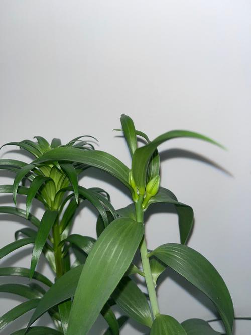 百合开花后怎么处理,百合开花后怎么处理可以延长开花时间-第2张图片-优品飞百科 百合开花后怎么处理,百合开花后怎么处理可以延长开花时间-第2张图片-优品飞百科