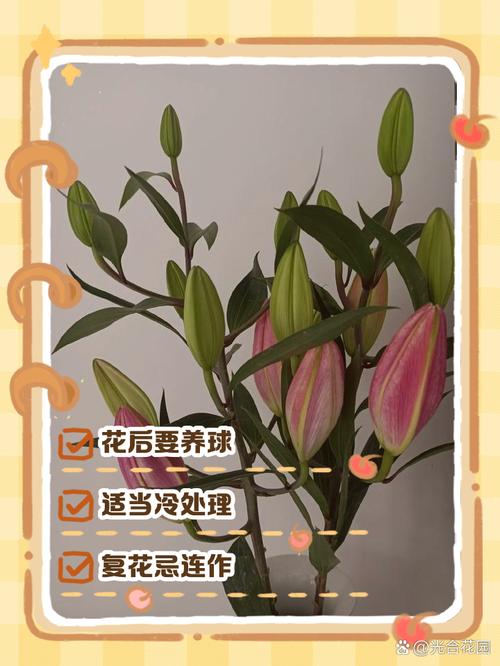 百合开花后怎么处理,百合开花后怎么处理可以延长开花时间-第3张图片-优品飞百科 百合开花后怎么处理,百合开花后怎么处理可以延长开花时间-第3张图片-优品飞百科