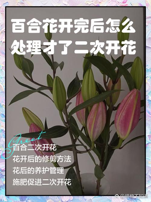 百合开花后怎么处理,百合开花后怎么处理可以延长开花时间-第4张图片-优品飞百科 百合开花后怎么处理,百合开花后怎么处理可以延长开花时间-第4张图片-优品飞百科