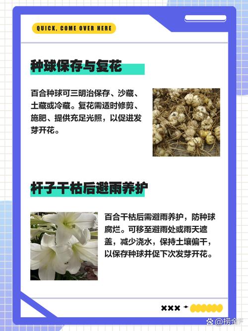 百合开花后怎么处理,百合开花后怎么处理可以延长开花时间-第5张图片-优品飞百科 百合开花后怎么处理,百合开花后怎么处理可以延长开花时间-第5张图片-优品飞百科