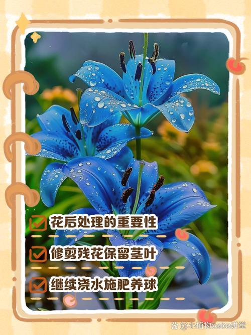 百合开花后怎么处理,百合开花后怎么处理可以延长开花时间-第6张图片-优品飞百科 百合开花后怎么处理,百合开花后怎么处理可以延长开花时间-第6张图片-优品飞百科