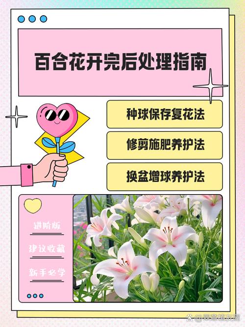 百合开花后怎么处理,百合开花后怎么处理可以延长开花时间-第7张图片-优品飞百科 百合开花后怎么处理,百合开花后怎么处理可以延长开花时间-第7张图片-优品飞百科