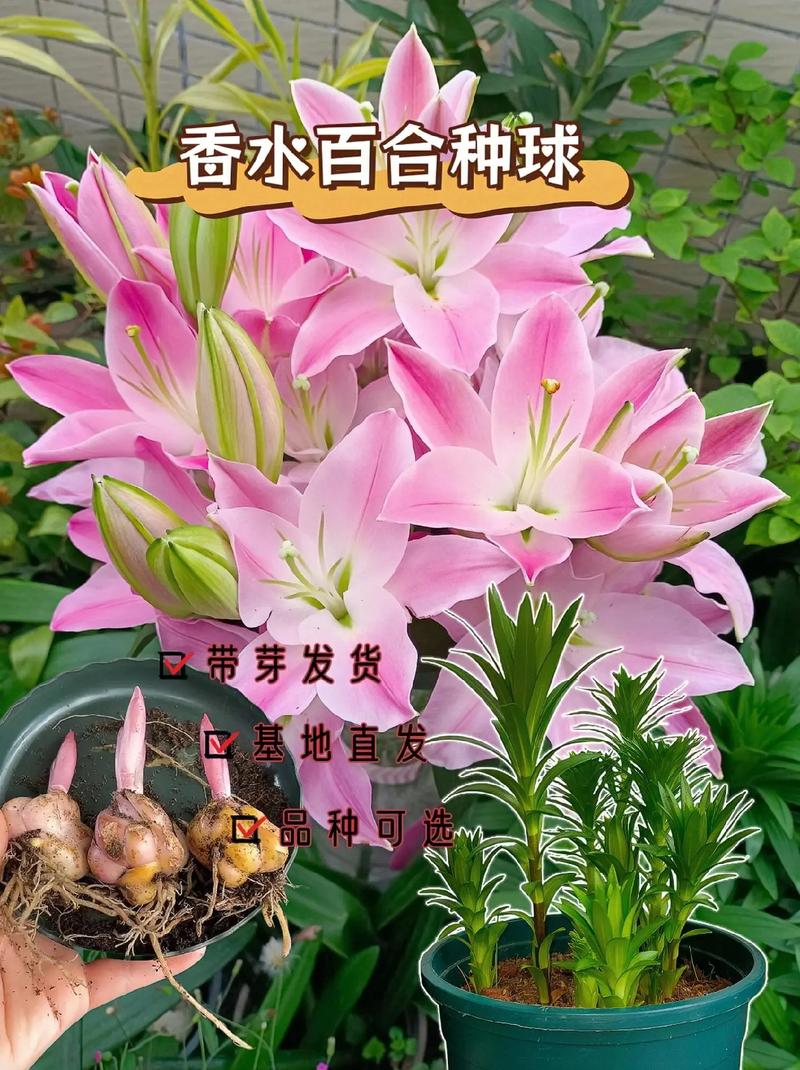 百合花怎么养，百合花怎么养 盆栽？-第1张图片-优品飞百科