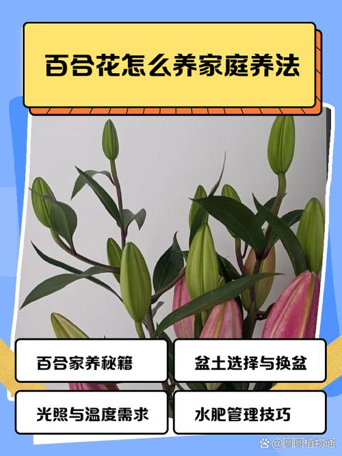 百合花怎么养，百合花怎么养 盆栽？-第2张图片-优品飞百科