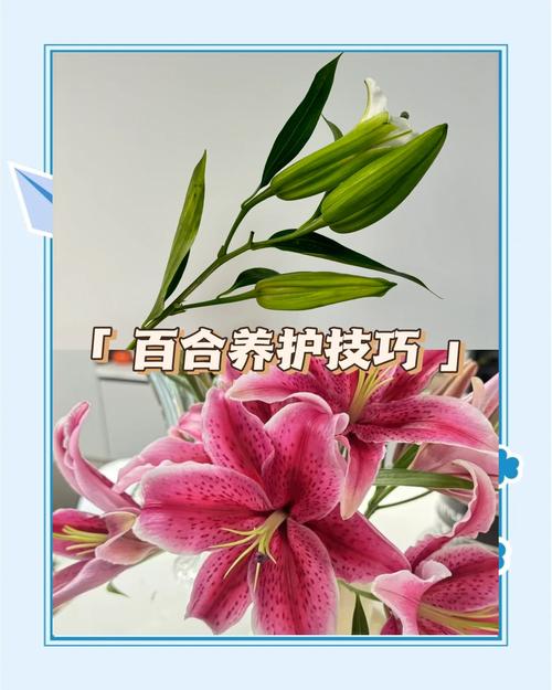 百合花怎么养，百合花怎么养 盆栽？-第3张图片-优品飞百科