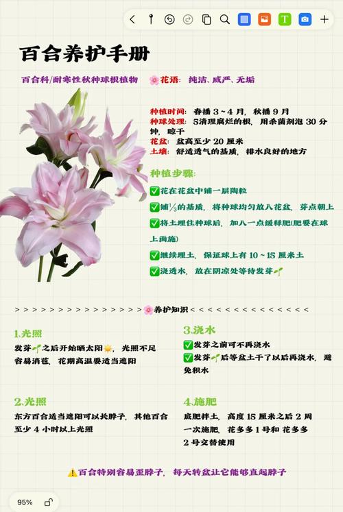 百合花怎么养，百合花怎么养 盆栽？-第4张图片-优品飞百科