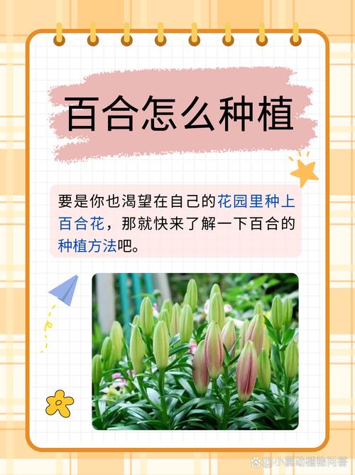 百合花怎么养，百合花怎么养 盆栽？-第5张图片-优品飞百科